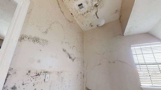 Best Basement Mold Removal  in Remsen, IA