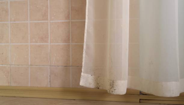 Best Water Damage & Mold Remediation  in Remsen, IA