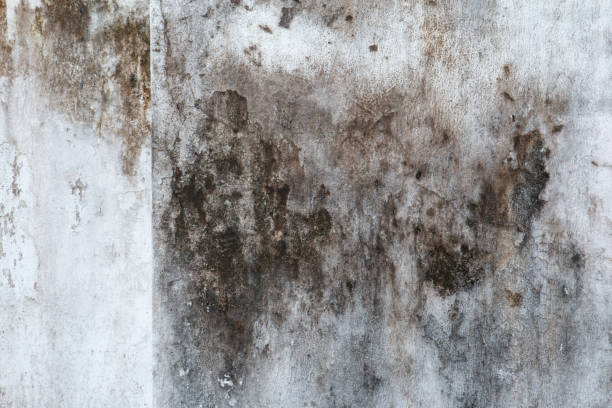 Best Airborne Mold Testing  in Remsen, IA